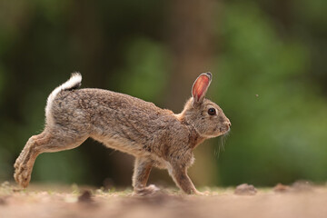 Królik europejski, królik dziki (Oryctolagus cuniculus), rabbit © Bartosz Rakoczy