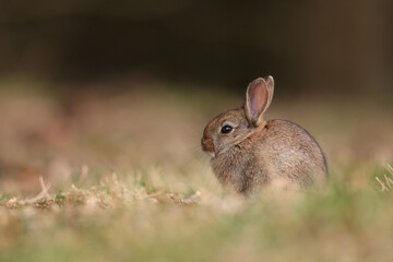 Królik europejski, królik dziki (Oryctolagus cuniculus), rabbit © Bartosz Rakoczy
