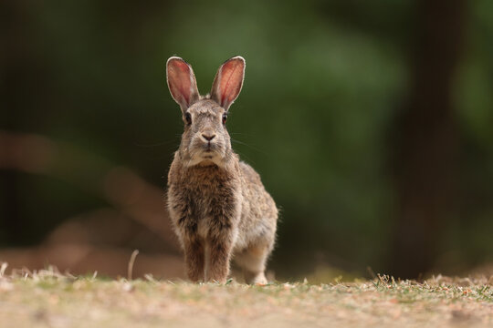 Kr&oacute;lik europejski, kr&oacute;lik dziki (Oryctolagus cuniculus), rabbit