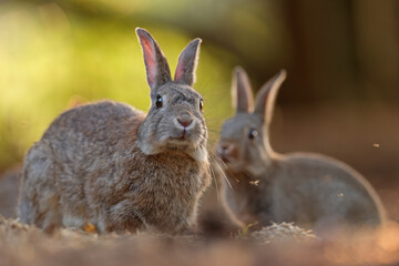 Królik europejski, królik dziki (Oryctolagus cuniculus), rabbit © Bartosz Rakoczy