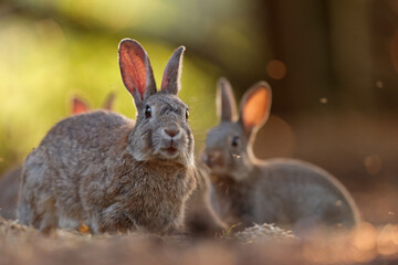 Królik europejski, królik dziki (Oryctolagus cuniculus), rabbit © Bartosz Rakoczy