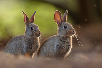 Królik europejski, królik dziki (Oryctolagus cuniculus), rabbit © Bartosz Rakoczy