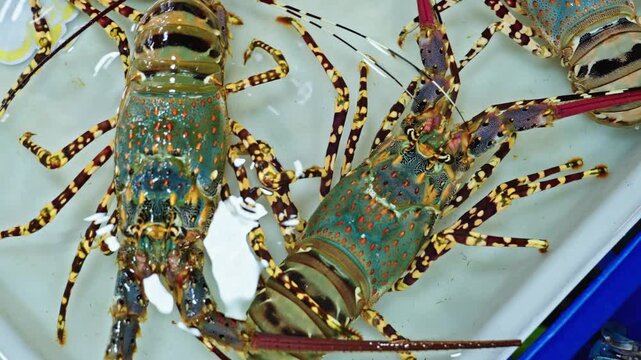 Top view of live spiny lobsters in seafood tank at fish market in Thailand