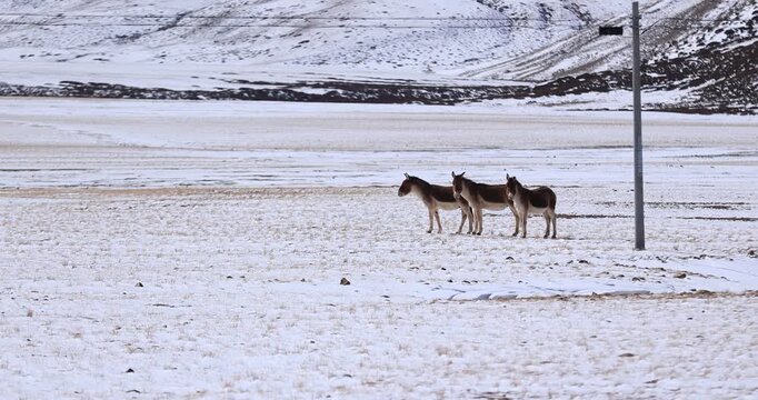 Equus kiang in high altitude grassland