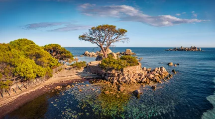 Colorful summer view of Tamaricciu beach with pine tree on cape. Adorable morning scene of Corsica island, France, Europe. Exotic Mediterranean seascape. Beauty of nature concept background. © Andrew Mayovskyy