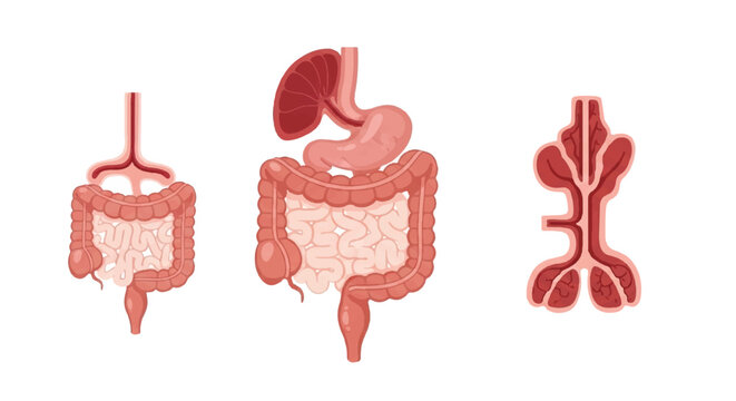 Anatomical illustration of the human digestive system showing stomach and intestines in a detailed educational diagram.