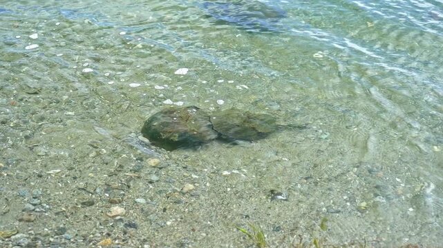 Two horseshoe crabs mating in the clear, shallow water of the ocean. The male clings to the female as she slowly crawls on the sandy bottom