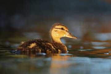 kaczka krzyżówka (Anas platyrhynchos) © Bartosz Rakoczy