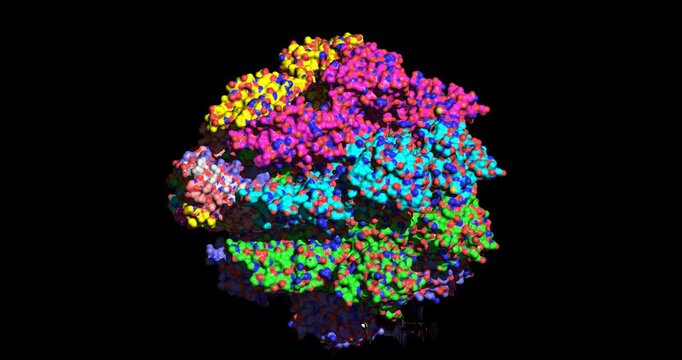 Vibrio cholerae (cholera) cytolysin, bacterial hemolytic pore-forming toxin complex, 3D molecule spinning, 4K