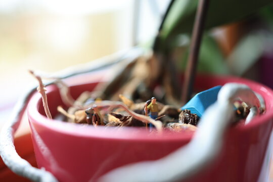 Miniature people on a roots of a flower.