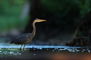 Czapla siwa (Ardea cinerea) © Bartosz Rakoczy