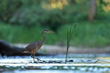 Czapla siwa (Ardea cinerea) © Bartosz Rakoczy