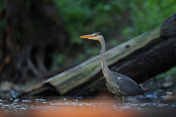 Czapla siwa (Ardea cinerea) © Bartosz Rakoczy