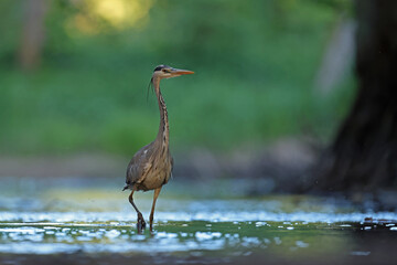 Czapla siwa (Ardea cinerea) © Bartosz Rakoczy