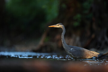 Czapla siwa (Ardea cinerea) © Bartosz Rakoczy