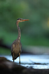 Czapla siwa (Ardea cinerea) © Bartosz Rakoczy