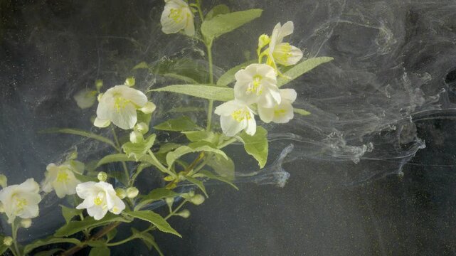 Branch of blossoms drifting through smoky water, multiple blooms and leaves suspended in ink haze, cinematic macro capture with soft textures