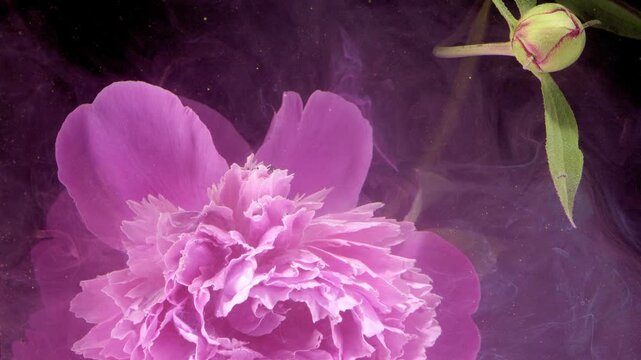 Peony bloom with fresh bud and smoke, leafy stem frames frilly center, editorial botanical portrait for wedding or product styling.