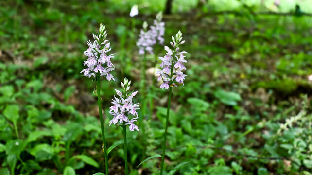The wild orchid Dactylorhiza, or Dactylorhiza, is a genus of herbaceous plants in the orchid family (Orchidaceae). Its habitats include meadows, pastures, forests, and swamps.
The alpine orchid Dactyl