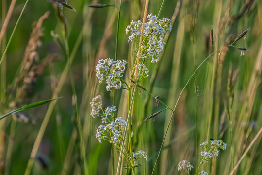 Hedge bedstraw thrives in a grassy meadow showcasing delicate white blooms under warm sunlight during late spring