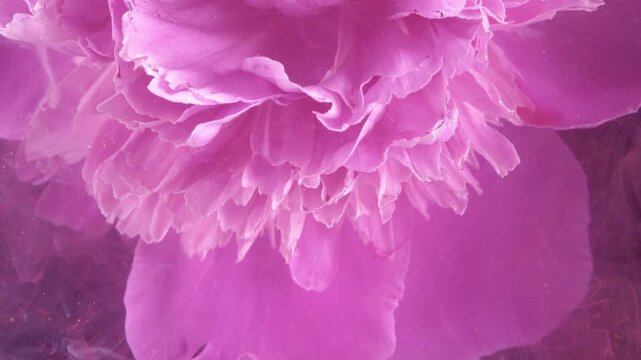 Underwater peony inverted closeup with ink, frilly petals billow in translucent currents, botanical experiment aesthetic suited for science or art