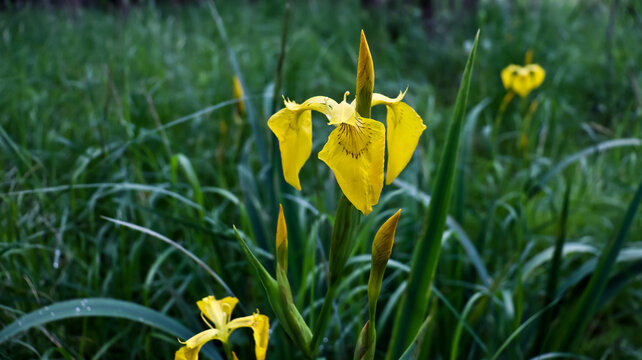 Yellow Flag flowers, Iris pseudacorus, in late Spring. 
Yellow Iris iris pseudacorus Closeup of yellow flower petals