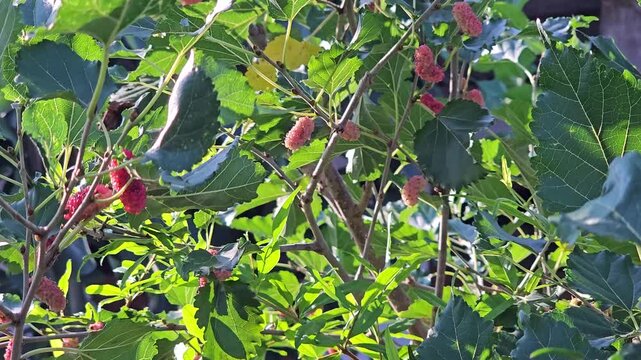 Ripening mulberries hanging on tree branches with lush green leaves swaying gently in the breeze under natural sunlight