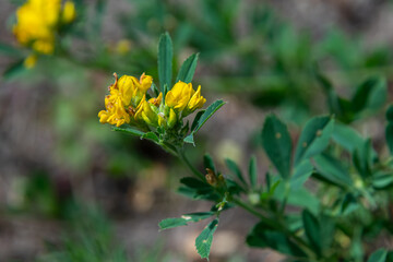 Fototapeta premium Bright yellow flowers of Medicago lupulina bloom amidst lush green foliage in a natural setting during early spring
