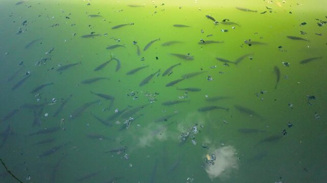 Serbia Valjevo 26.05.2026 Schooling Fish Beneath Green Water Surface