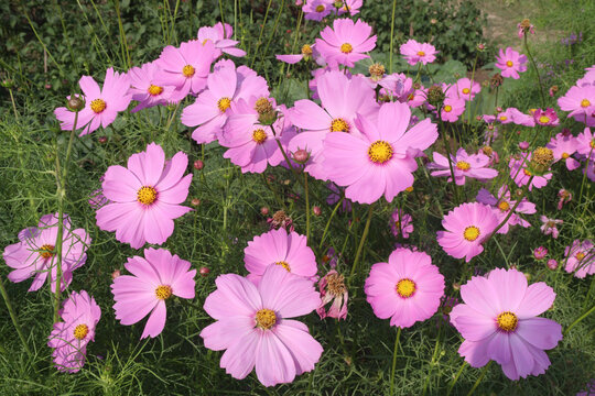 pink colored garden cosmos flower
