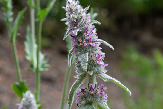 Close-up view of Stachys sylvatica commonly known as Hedge Woundwort showcasing vibrant flowers in a natural woodland setting during late spring