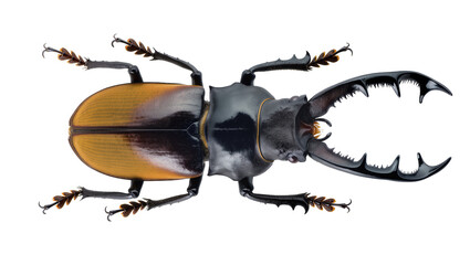 Giant stag beetle with large mandibles, black and orange elytra © Julia