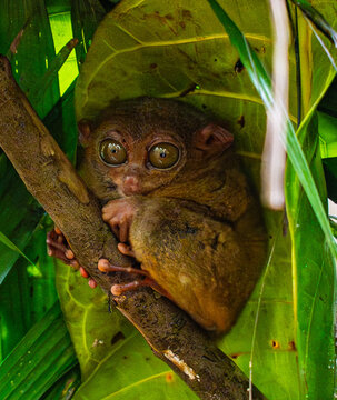 Wide-eyed Philippine tarsier (Carlito syrichta) among green leaves