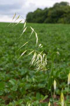 Wild oat plant Avena fatua stands tall in a lush green field under a cloudy sky during late spring season in rural landscape