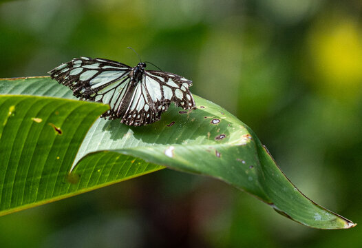 Glassy tiger butterfly with translucent black and white wings on a leaf