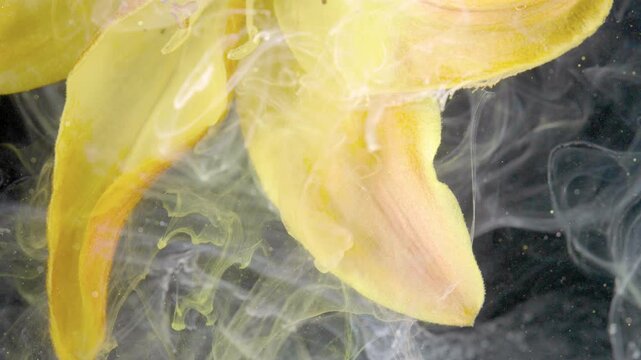 Yellow stamen and petal edge submerged in smoke, extreme closeup capturing pollen grain, filament texture and soft suspended trails for botanical