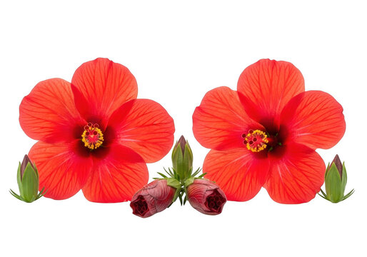Two vibrant red hibiscus flowers in full bloom with green sepals and closed flower buds isolated on a solid black background