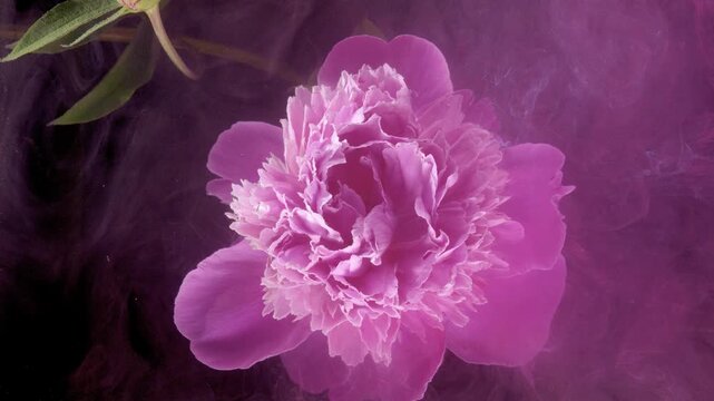 Romantic peony with leafy accent and haze, ruffled petals float through mauve smoke, wedding bouquet teaser or perfume campaign mood shot.