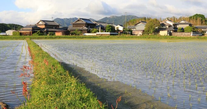 Japanese Countryside Rice Field &ndash; High Water Level | RAW No Audio