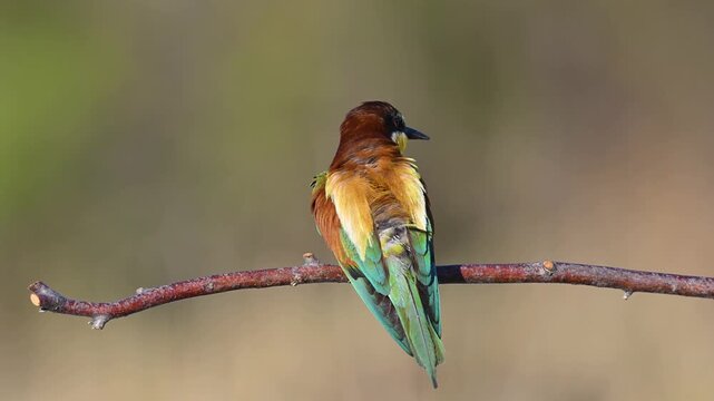 A colorful European bee-eater (Merops apiaster) preening its feathers on a branch and surveying its surroundings. A wildlife video showcasing captivating details in natural light.
