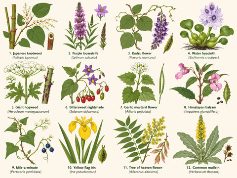 Invasive plant botanical chart featuring Japanese knotweed, purple loosestrife, kudzu, water hyacinth, giant hogweed, nightshade, garlic mustard, Himalayan balsam, yellow flag iris, tree of heaven, an