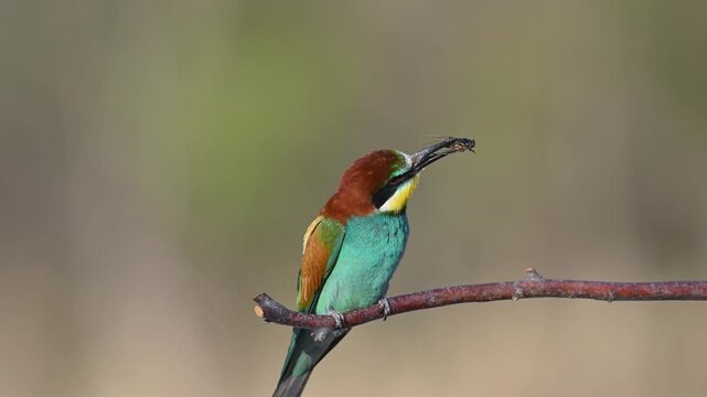 An adult European bee-eater (Merops apiaster), perched on a branch with an insect it has caught, captivating with its colorful plumage.