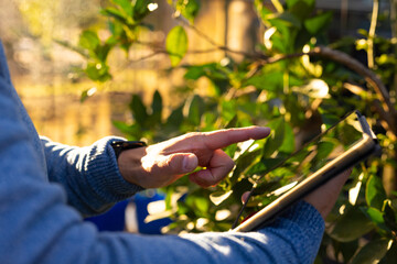 Senior Asian man wearing blue sweater and black wristwatch tapping tablet in garden at golden hour © wavebreak3