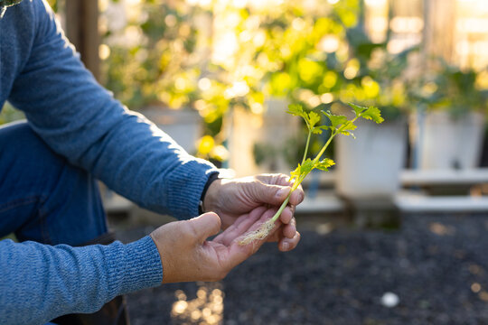 Senior Asian man holding green seedling with roots at nursery wearing blue sweater jeans watch