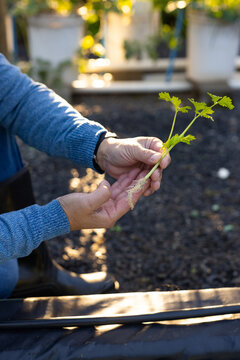 Senior Asian man in blue sweater holding green seedling with white roots above raised bed