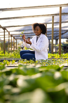 African American female in white lab coat inspecting seedling in shade house among seedling trays