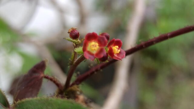 Beautiful Jatropha gossypiifolia flowers blooming naturally, displaying distinctive reddish-purple floral clusters and tropical ornamental characteristics.