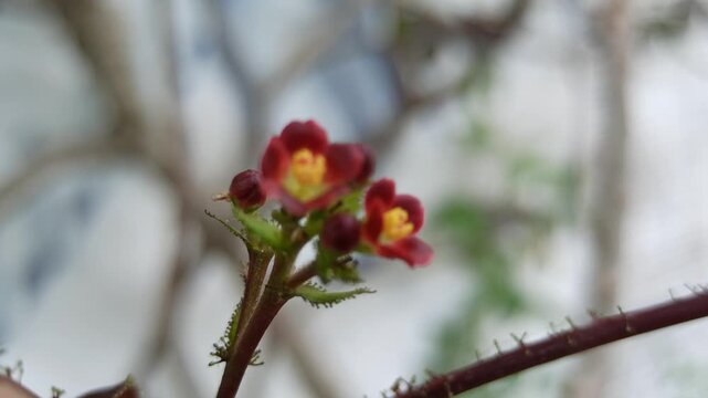 Beautiful Jatropha gossypiifolia flowers blooming naturally, displaying distinctive reddish-purple floral clusters and tropical ornamental characteristics.