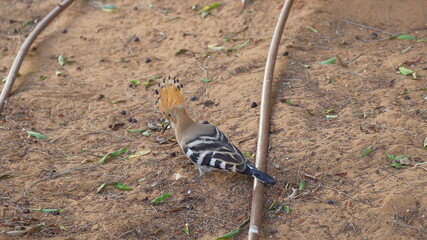 Hoopoe (Upupa epops) on the ground © Viktor