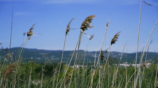 Tall reeds swaying in the wind near a lake under a clear blue sky. Peaceful natural landscape with wild grass moving gently in a breezy summer day. High quality 4k footage